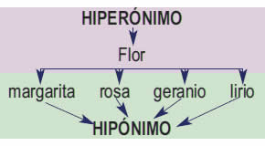 Hiperonimia e hiponimia